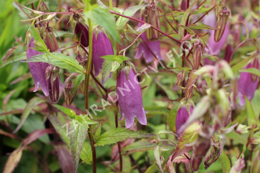 Zvonek tečkovaný 'Rubriflora' - Campanula punctata 'Rubriflora'