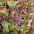 Campanula punctata 'Rubriflora'.JPG