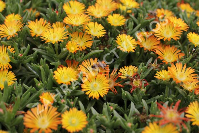 Kosmatec 'Suntropics Copper' - Delosperma cultivars 'Suntropics Copper'