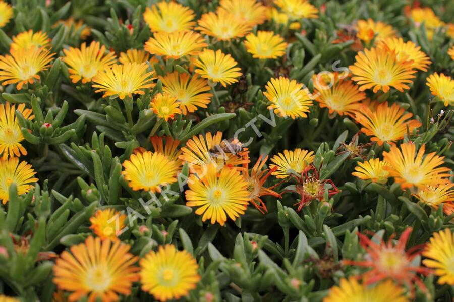 Kosmatec 'Suntropics Copper' - Delosperma cultivars 'Suntropics Copper'