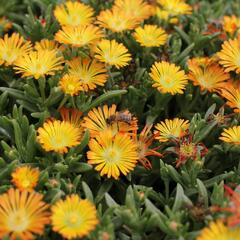 Kosmatec 'Suntropics Copper' - Delosperma cultivars 'Suntropics Copper'