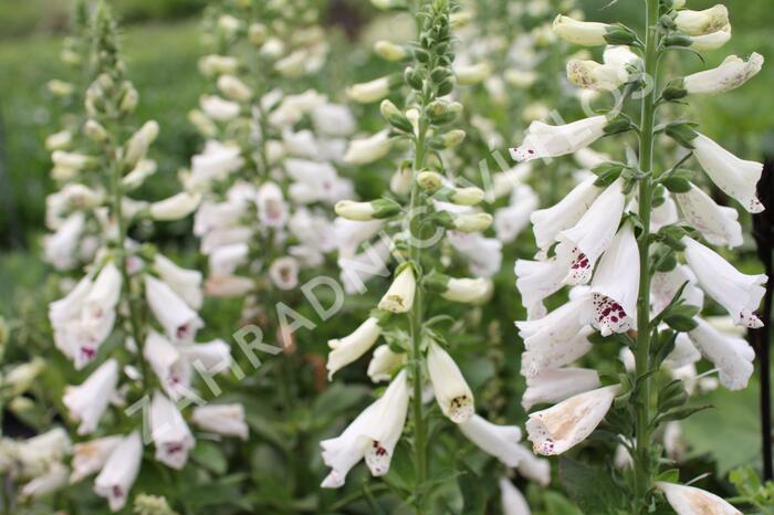 Náprstník červený 'Pollux White' - Digitalis purpurea 'Pollux White'