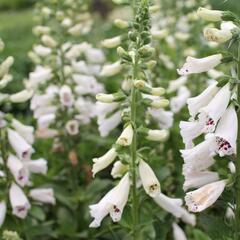 Náprstník červený 'Pollux White' - Digitalis purpurea 'Pollux White'