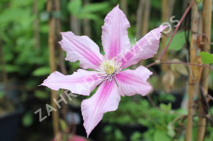 Plamének 'Rosamunde' - Clematis 'Rosamunde'