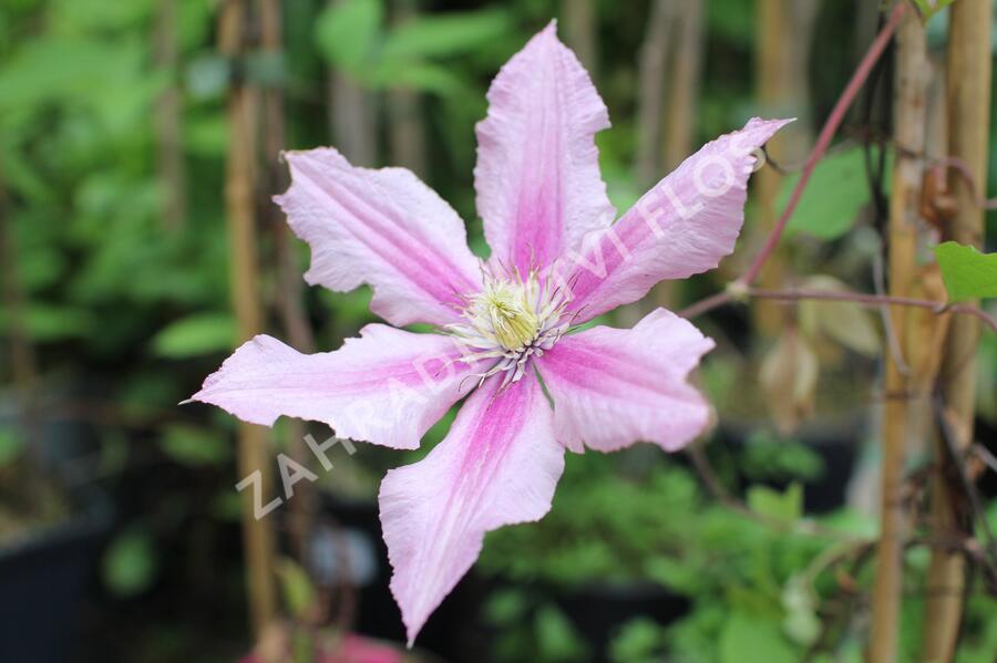 Plamének 'Rosamunde' - Clematis 'Rosamunde'