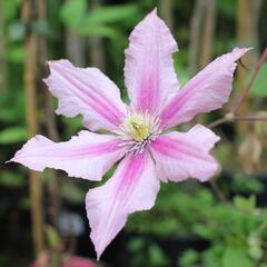 Plamének 'Rosamunde' - Clematis 'Rosamunde'