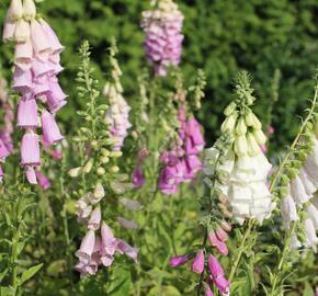 Náprstník červený 'Excelsior' - Digitalis purpurea 'Excelsior'