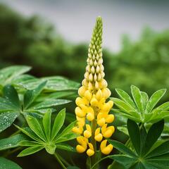 Lupina mnoholistá 'Lupini Yellow Shades' - Lupinus polyphyllus 'Lupini Yellow Shades'