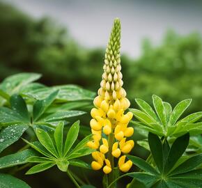 Lupina mnoholistá 'Lupini Yellow Shades' - Lupinus polyphyllus 'Lupini Yellow Shades'