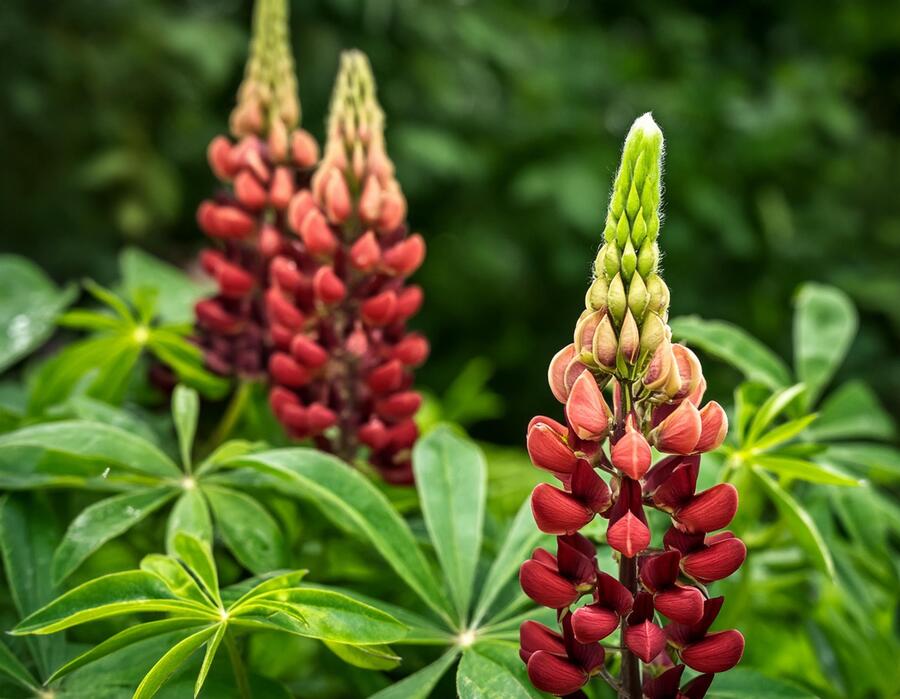 Lupina mnoholistá 'Lupini Red Shades' - Lupinus polyphyllus 'Lupini Red Shades'