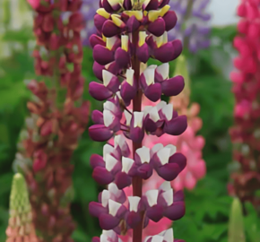 Lupina mnoholistá  'Tower Purple - Lemon' - Lupinus polyphyllus 'Tower Purple - Lemon'