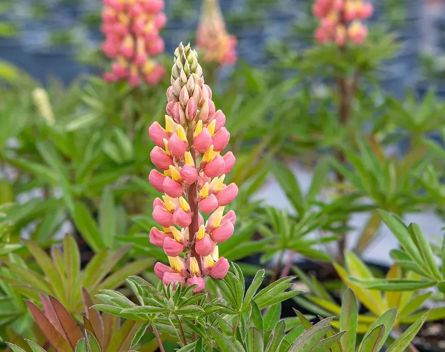 Lupina mnoholistá 'Tower Salmon - Yellow' - Lupinus polyphyllus 'Tower Salmon - Yellow'