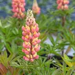 Lupina mnoholistá 'Tower Salmon - Yellow' - Lupinus polyphyllus 'Tower Salmon - Yellow'