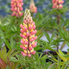 Lupina mnoholistá 'Tower Salmon - Yellow' - Lupinus polyphyllus 'Tower Salmon - Yellow'