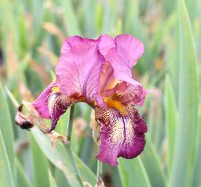 Kosatec německý 'Raspberry Candle' - Iris barbata-elatior 'Raspberry Candle'