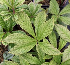 Rodgersie zpeřená - Rodgersia pinnata