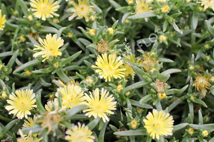 Kosmatec 'Suntropics Cream' - Delosperma cultivars 'Suntropics Cream'