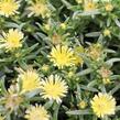 Kosmatec 'Suntropics Cream' - Delosperma cultivars 'Suntropics Cream'