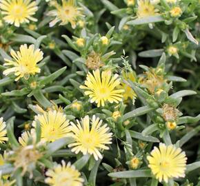 Kosmatec 'Suntropics Cream' - Delosperma cultivars 'Suntropics Cream'