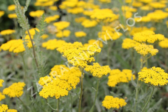 Řebříček tužebníkovitý 'Coronation Gold' - Achillea filipendulina 'Coronation Gold'