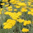 Řebříček tužebníkovitý 'Coronation Gold' - Achillea filipendulina 'Coronation Gold'