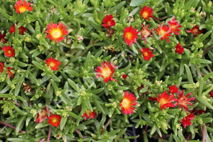 Kosmatec 'Suntropics Red' - Delosperma cultivars 'Suntropics Red'