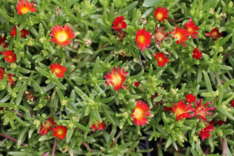 Kosmatec 'Suntropics Red' - Delosperma cultivars 'Suntropics Red'