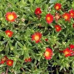 Kosmatec 'Suntropics Red' - Delosperma cultivars 'Suntropics Red'