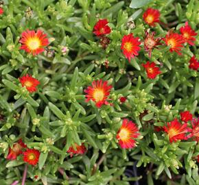 Kosmatec 'Suntropics Red' - Delosperma cultivars 'Suntropics Red'