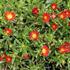 Delosperma cultivars 'Suntropics Red'.JPG