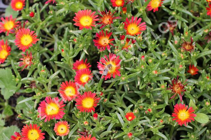 Kosmatec 'Suntropics Fire' - Delosperma cultivars 'Suntropics Fire'