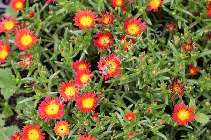 Kosmatec 'Suntropics Fire' - Delosperma cultivars 'Suntropics Fire'