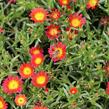 Kosmatec 'Suntropics Fire' - Delosperma cultivars 'Suntropics Fire'