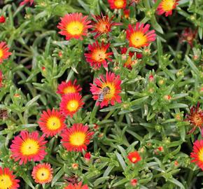 Kosmatec 'Suntropics Fire' - Delosperma cultivars 'Suntropics Fire'