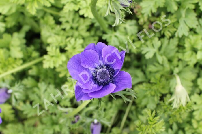 Sasanka věncová 'Mr. Fokker' - Anemone coronaria 'Mr. Fokker'