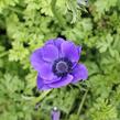 Sasanka věncová 'Mr. Fokker' - Anemone coronaria 'Mr. Fokker'