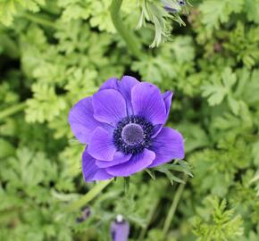 Sasanka věncová 'Mr. Fokker' - Anemone coronaria 'Mr. Fokker'