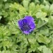 Sasanka věncová 'Mr. Fokker' - Anemone coronaria 'Mr. Fokker'