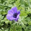 Sasanka věncová 'Mr. Fokker' - Anemone coronaria 'Mr. Fokker'