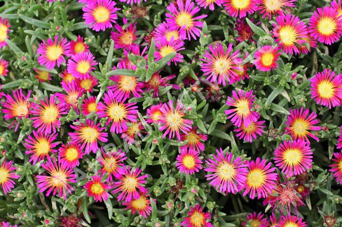 Kosmatec 'Suntropics Purple' - Delosperma cultivars 'Suntropics Purple'