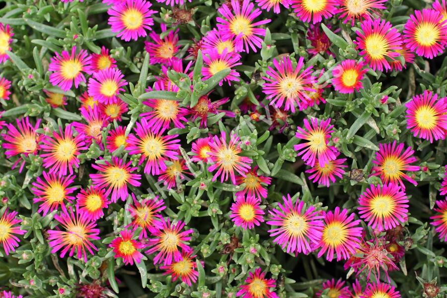 Kosmatec 'Suntropics Purple' - Delosperma cultivars 'Suntropics Purple'