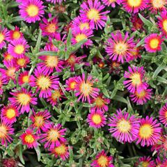 Kosmatec 'Suntropics Purple' - Delosperma cultivars 'Suntropics Purple'