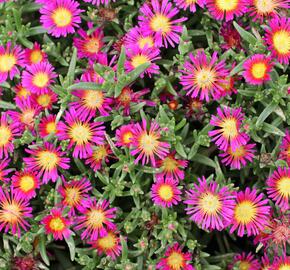 Kosmatec 'Suntropics Purple' - Delosperma cultivars 'Suntropics Purple'