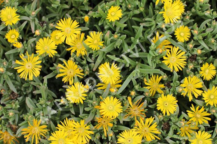 Kosmatec 'Suntropics Yellow' - Delosperma cultivars 'Suntropics Yellow'