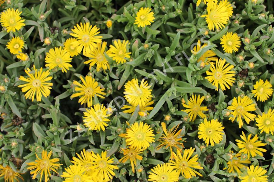 Kosmatec 'Suntropics Yellow' - Delosperma cultivars 'Suntropics Yellow'