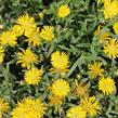 Kosmatec 'Suntropics Yellow' - Delosperma cultivars 'Suntropics Yellow'