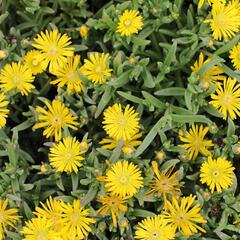 Kosmatec 'Suntropics Yellow' - Delosperma cultivars 'Suntropics Yellow'