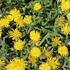 Delosperma cultivars 'Suntropics Yellow'.JPG