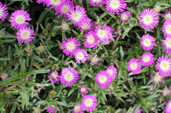 Kosmatec 'Suntropics Hot Pink' - Delosperma cultivars 'Suntropics Hot Pink'