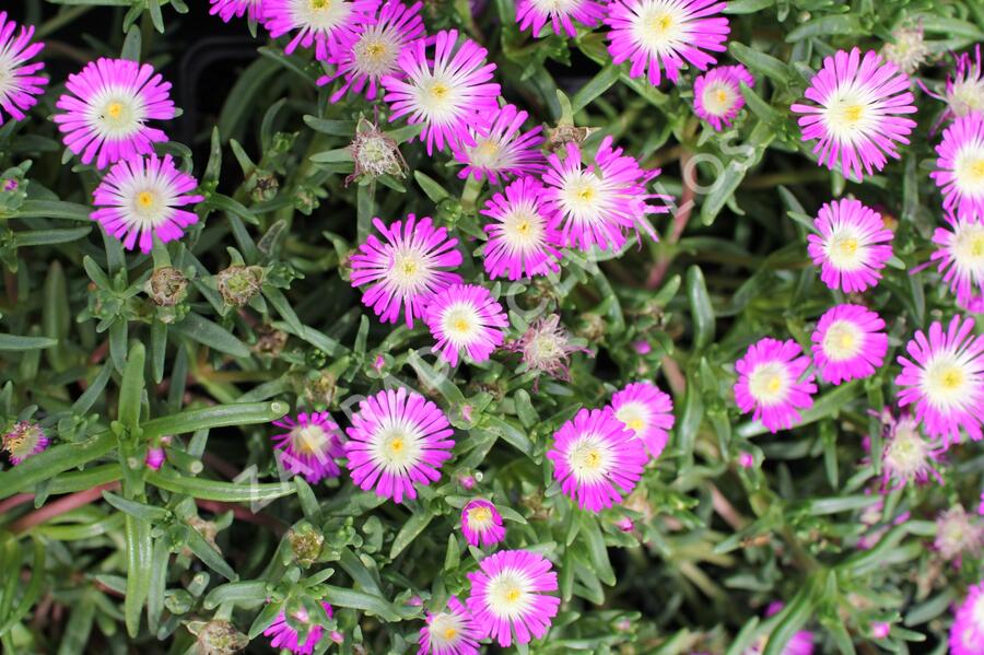 Kosmatec 'Suntropics Hot Pink' - Delosperma cultivars 'Suntropics Hot Pink'